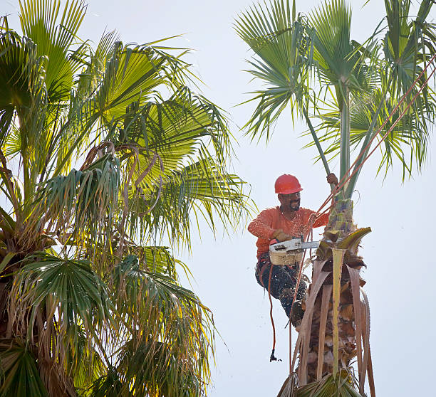 Best Tree Removal  in USA